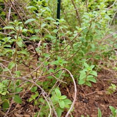 vegetables in the garden