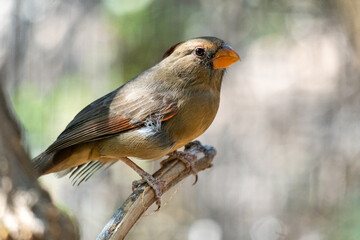 A young female cardinal perches on a tree branch at the desert, lateral view