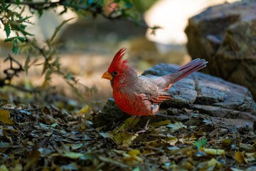 Red-winged Cardinal in the Sonoran Desert in first stage, full lateral body view