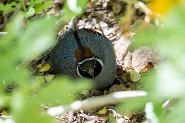 male Gambel's quail in a close-up view, hiding behind a bush, front view