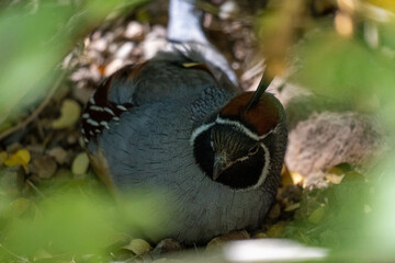A male Gambel's quail in a close-up view, hiding behind a bush, front view
