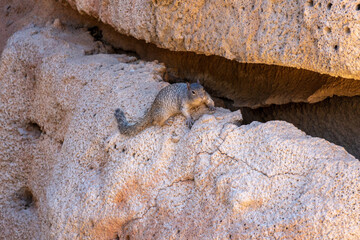 Squirrel at the rocky mountain in the Sonora Desert 
