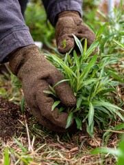 Fototapeta premium Gardener Tending to Plants in a Lush Garden With Focus on Hand Care and Growth