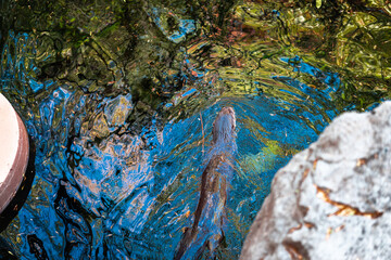 Otter underwater in the Sonoran Desert, top view