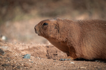 lateral close-up of a prairie dog in the desert