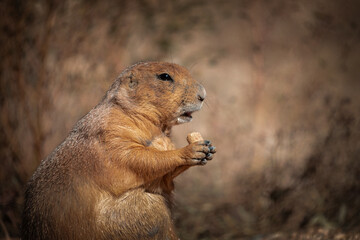 lateral close-up view of a prairie dog eating in the desert