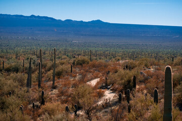 View of the Sonora Desert with saguaros at midday