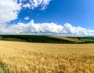 Panoramic view of a golden wheat field under a partly cloudy sky