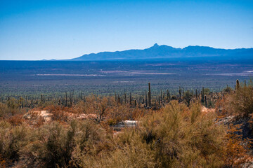 Windy Point view, sonora desert, saguaros