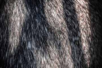 javelina's hair close up texture
