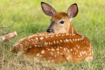 White-tailed Deer, Odocoileus virginianus, Fawn