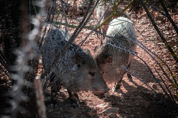 two desert javelina behind a bunch of spiny branch