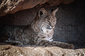 lateral close up of a wildcat resting in the desert on a rock