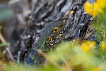 close up of a common green iguana over a rock
