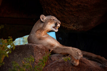 Obraz premium portrait of a female lion in a cave