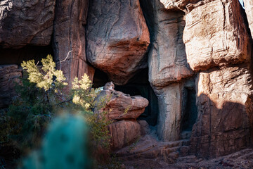 general shot of a female lion on a rock