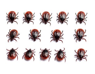 A grid of ticks on white