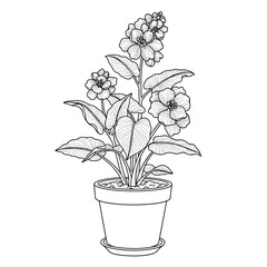 Flowering potted plant with lance-shaped leaves on a white background. EPS 10.