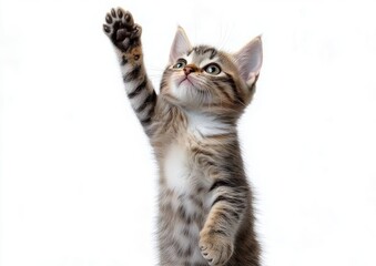 Obraz premium playful striped kitten standing on hind legs reaching up with one paw against a white background