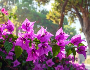 Vibrant purple bougainvillea blossoms in a sunny garden setting
