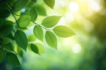 Close-up of fresh green leaves on a branch illuminated by soft sunlight with a blurred natural background creating a peaceful and vibrant atmosphere