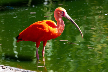 ibis rouge