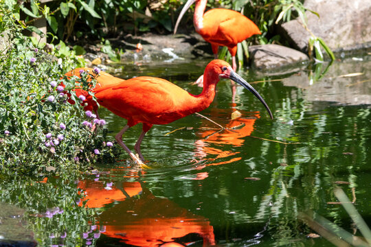 ibis rouge