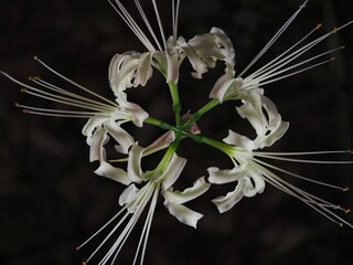 Tokyo,Japan - September 25, 2025: Closeup of white spider lily or Lycoris radiata 
