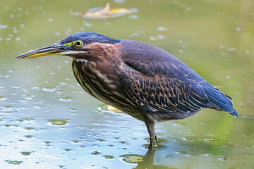 Green Heron Closeup