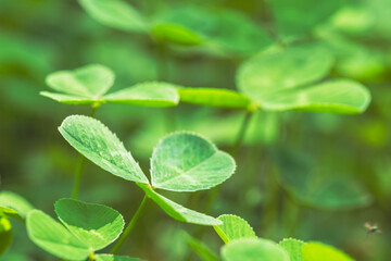 秋の林　三つ葉のクローバーのアップ01