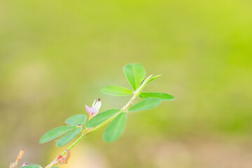 秋の森　ヤハズソウの薄紫の花と蟻02