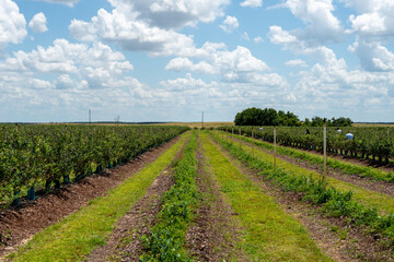 Rows of cultivated high, lush green blueberry bushes on a large organic farm fields on a sunny day....