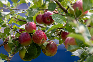 A close-up of fresh ripe raw red shiny apples hanging in a tree. The crabapples or Gala apples are attached to a branch with lots of green fall leaves. There are raindrops on the red fruit. 