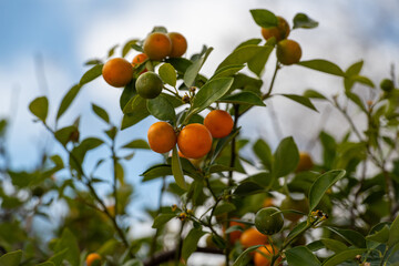 A kumquat tree with blue sky in the background. The orange fruit is ripe, round, and thin-skinned. The summer fruit is growing in a tall tree. Some of the fruit is unripe and green colored. 