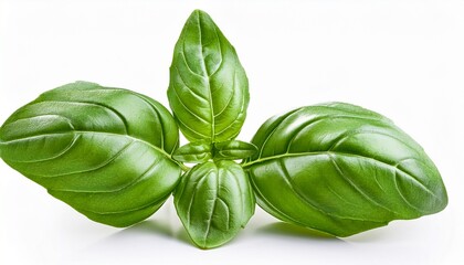 Obraz premium Basil Isolated On White Background
