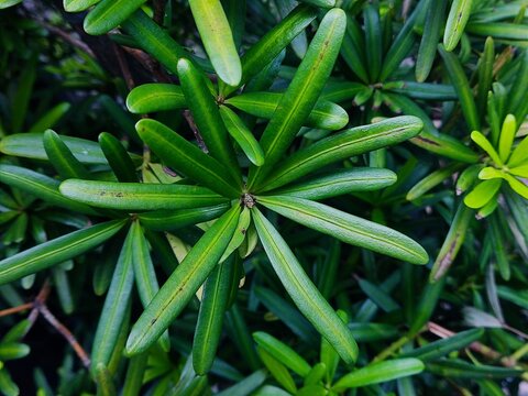 close up of a podocarpus ornamental plant with long green leaves with pointed tips, arranged tightly to form a clump in a garden