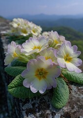 Close-up of delicate, pastel-colored primroses with water droplets, showcasing a beautiful cluster of flowers against a backdrop of rolling hills.