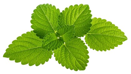 Close-up of fresh green mint leaves