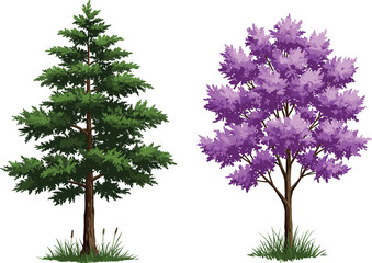 Conifer tree with green needles, purple deciduous flowering tree, nature landscape contrast, evergreen and blossom foliage, botanical diversity, seasonal beauty