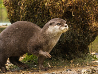 Fototapeta premium loutre cendrée