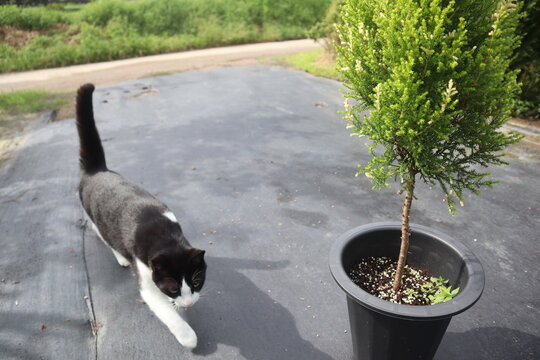 Cupressus macrocarpa,율마,윌마 나무 
