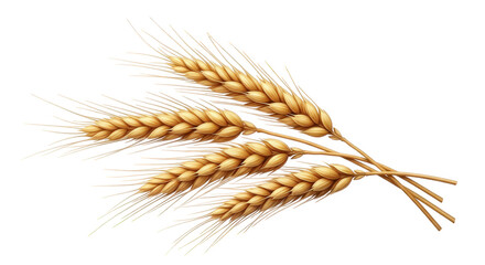 Bunch of wheat ears isolated on transparent background