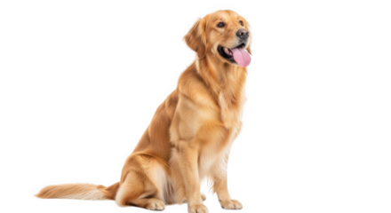 Golden retriever dog sitting and looking to the side isolated on transparent background
