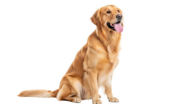 Golden retriever dog sitting and looking to the side isolated on transparent background