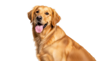 Golden retriever dog sitting and panting isolated on transparent background