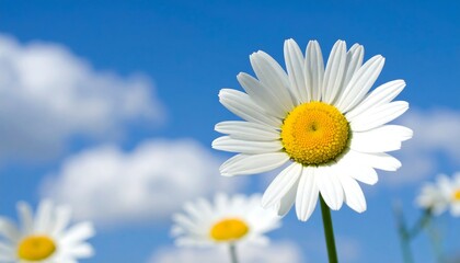 Naklejka premium Close-up daisy against a blue sky