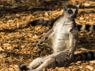 Fototapeta premium Maki Catta