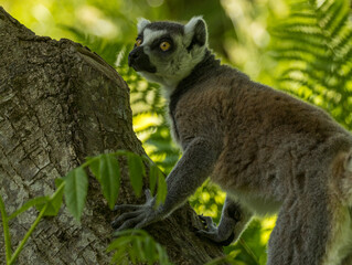 Fototapeta premium Maki Catta