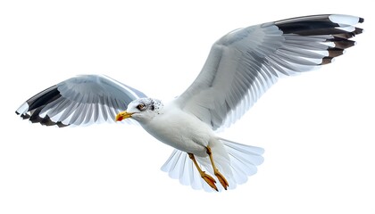 Obraz premium A seagull in flight against a white background (1)