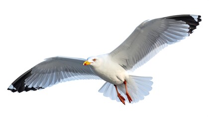Fototapeta premium A seagull in flight against a white background